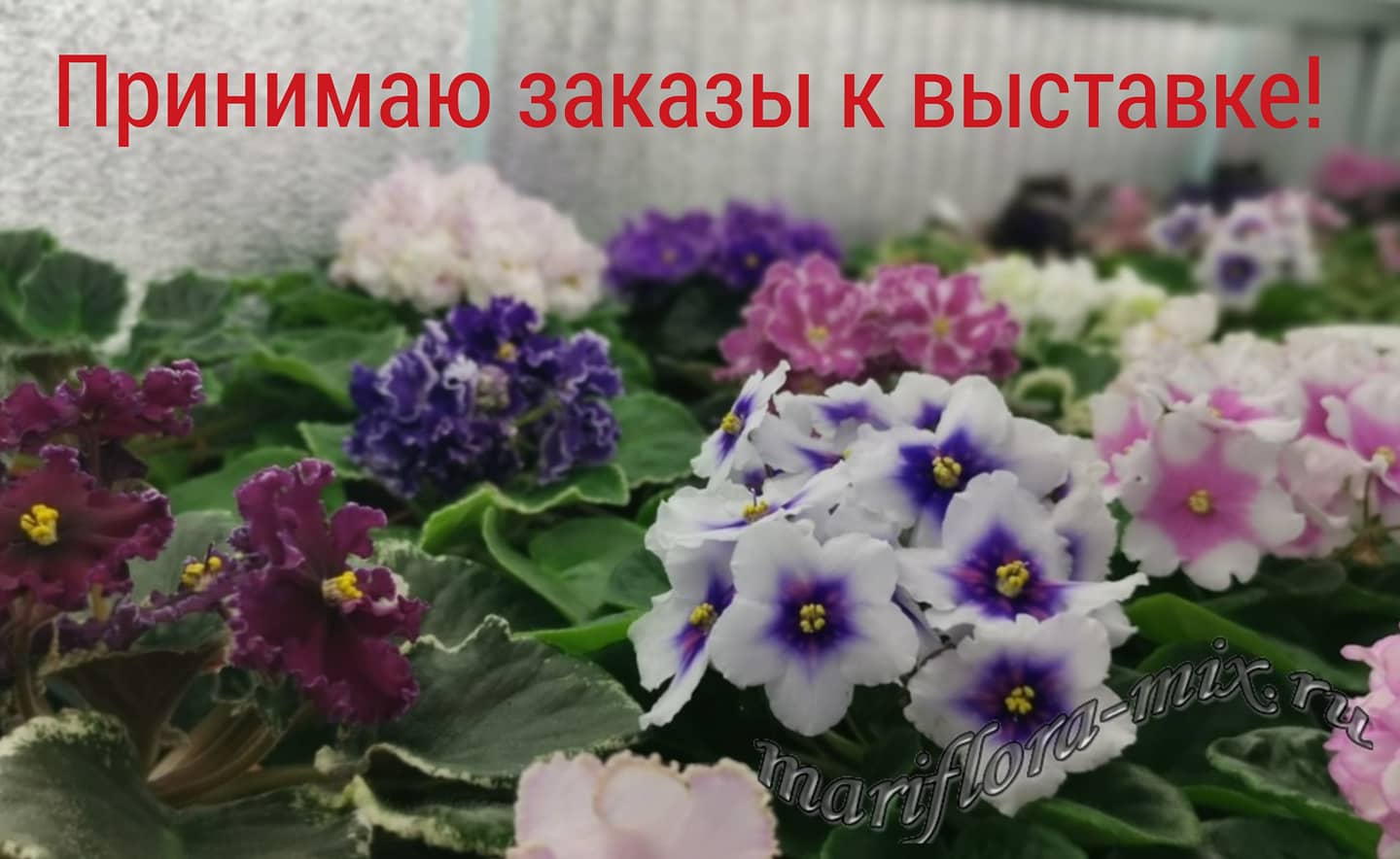 Фиалки Владикавказа